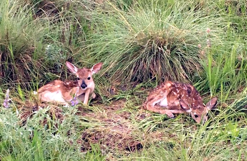 Twin fawns hidden in tall grass