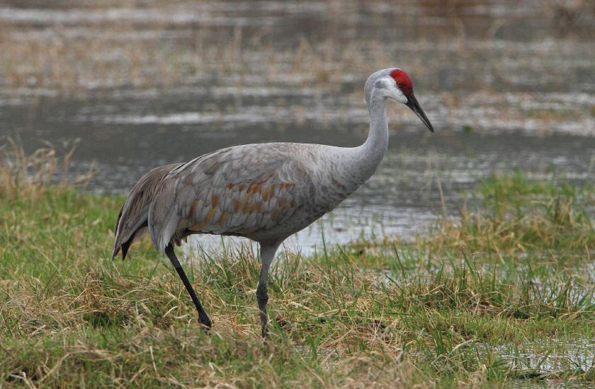Large sandhill crane with white and tan plumage with long black legs and bright red head feathers walking through a marsh