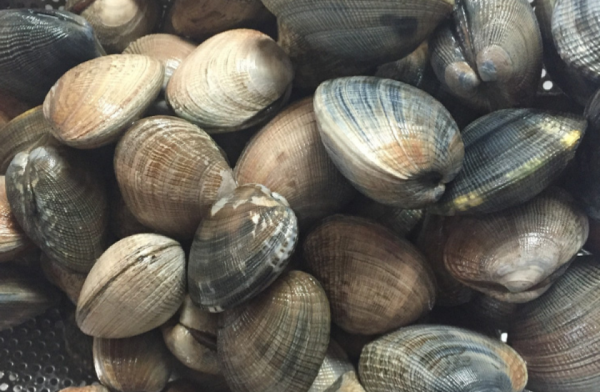 Manila clams 