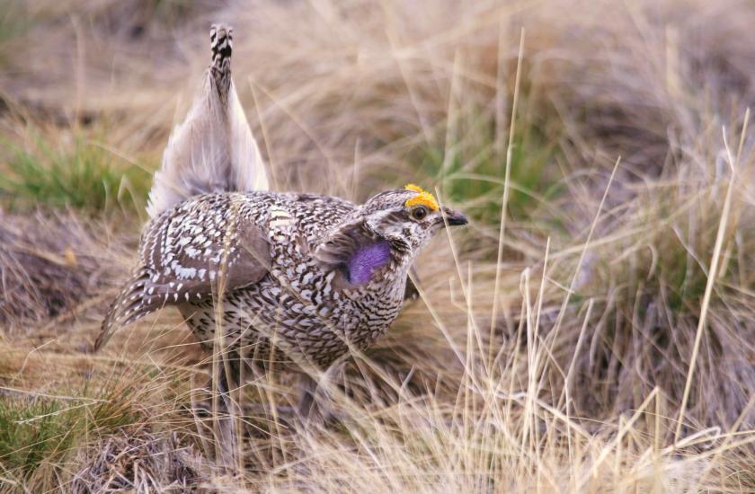 A Columbian sharp-tailed grouse dancing on a lek in a grassland