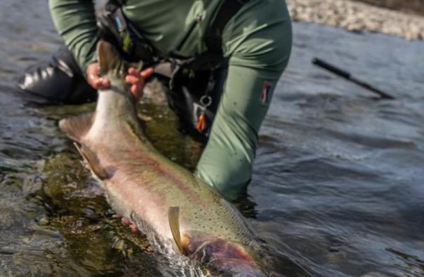 Angler holds a large wild steelhead caught on the Sauk River