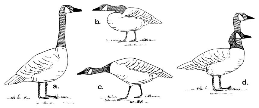 Drawings of geese showing different body displays