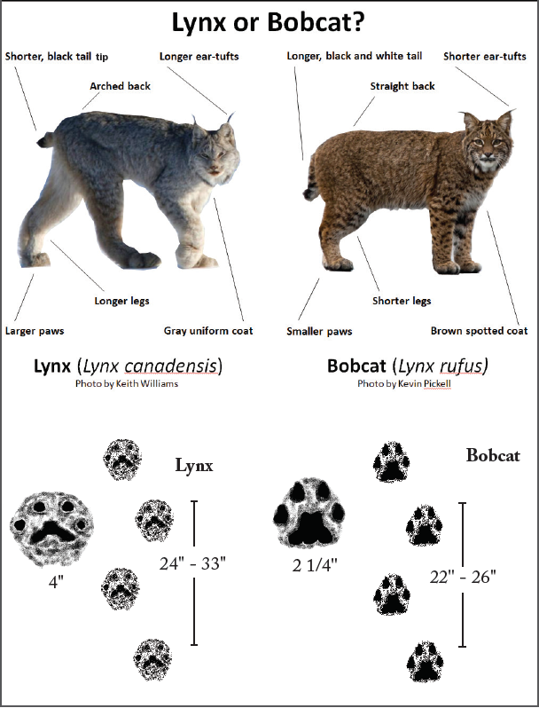Side by side comparison of lynx and bobcat anatomy to help trappers distinguish between the two animals