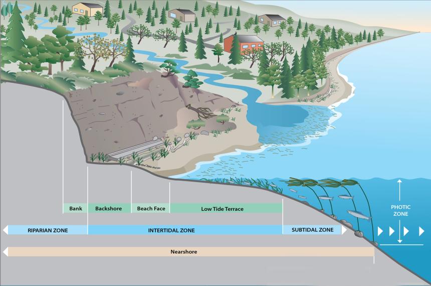 diagram showing nearshore habitat zones
