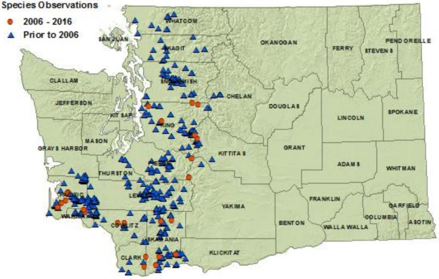 Pacific giant salamander distribution map of Washington: detections in 12 westside and 4 eastside counties as of 2016.