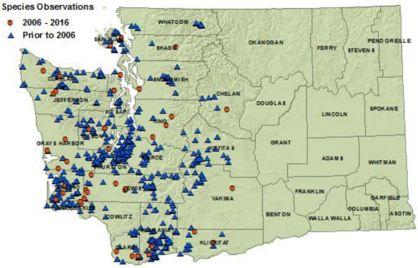 Northwestern salamander distribution map of Washington: detections in all westside counties and 4 eastside ones as of 2016.