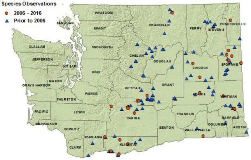 Western skink distribution map of Washington as of 2016:all eastside counties but Garfield, Franklin, Asotin