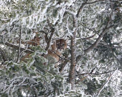 Cougar in tree covered in snow