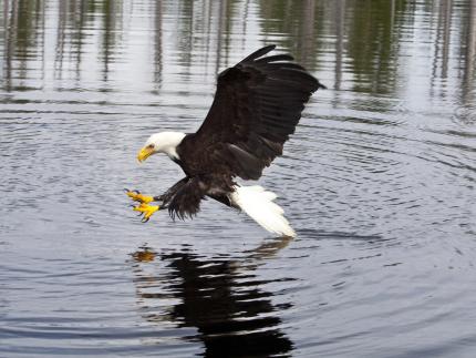 Eagle diving to catch fish at the surface of lake water