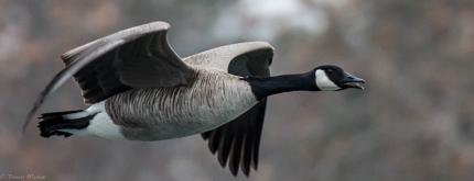 Closeup photo of a Canada Goose in flight