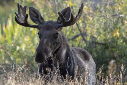 Closeup photo of a moose standing in the grass with large antlers