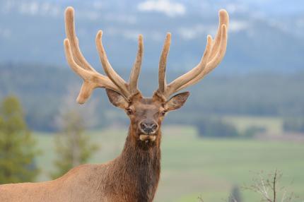 Close up photo of a bull elk with a "dropper antler"