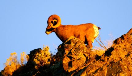 Bighorn sheep standing on a rocky outcrop at sunset