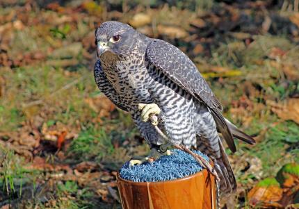 Closeup photo of a gray and white falcon perched on a stand with leash attached to talons