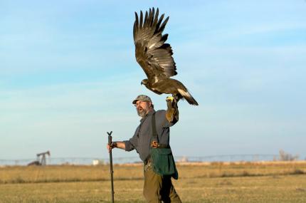 Photo of a falconer casting off an eagle. The eagle's wings are fully extended ready to take off.