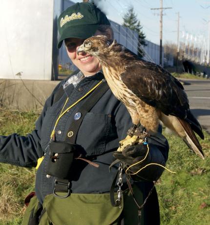 Photo of a falconer with a red-tailed hawk perched on her gloved arm.