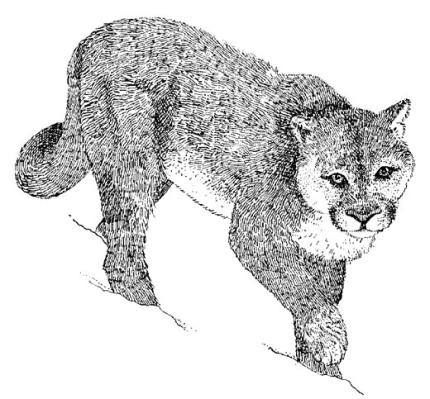 Drawing of a cougar
