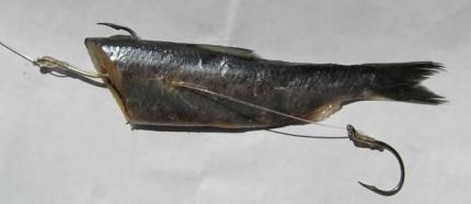 Cut plug herring with a hook at the front of the fish and another coming out of the side of the body
