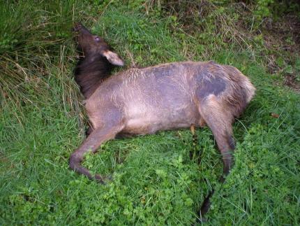 Dead young elk with severe mange infestation.