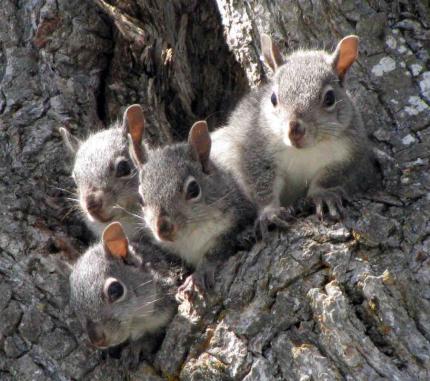 A group of gray squirrels huddle in the nook of a tree.
