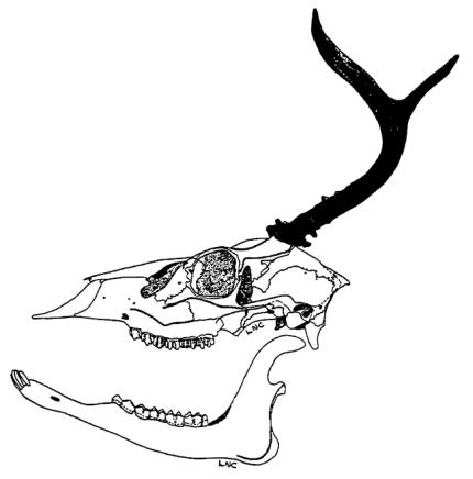 A drawing of the left side of a deer skull with antlers.