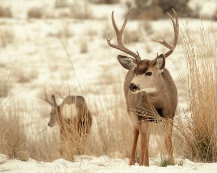 A pair of deer stand alert in a snowy field.