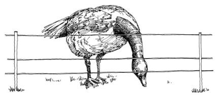 Drawing of a goose bending its neck over an electric fence
