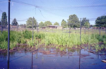 Photo of aquatic plants with netting covering the area to protect them from geese