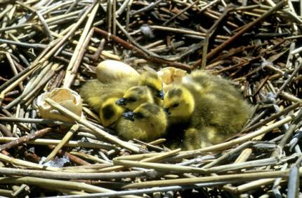Goose nest with newly hatched chicks. Chicks have yellow and black plumage.