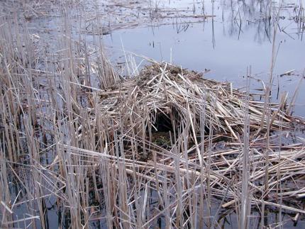 A muskrat den sits in shallow water among reeds and tall grass.