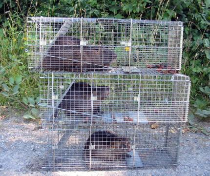 Three nturia sit in traps stacked ontop one another. 