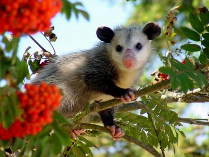 Photo of a young opossum in a tree