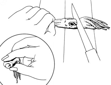 Drawing showing where to place the knife to cut off the tentacles and how to pinch them to remove the beak and viscera