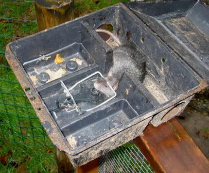 A rat is shown caught in a lethal trap box.