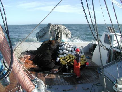 View of a commercial sardine boat at sea with a fisherman in a hard hat standing on the deck next to a large pile of netting