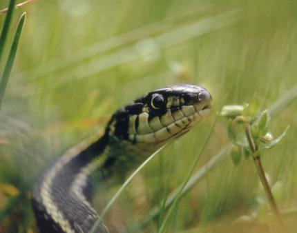 Close up photo of a garter snake in the grass