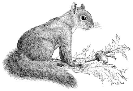 A drawing of the introduced eastern gray squirrel. 