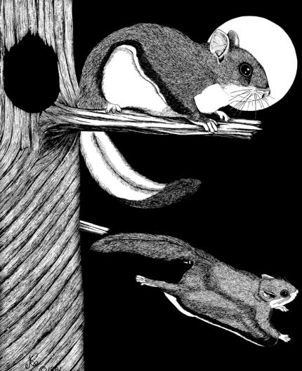 A drawing depicts the northern flying squirrel perched and gliding.