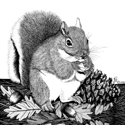 A drawing of a Douglas squirrel. 