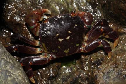 Photo of a small dark brown/purple crab on tidal rocks