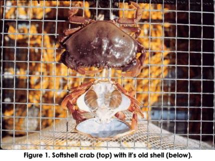 Softshell crab on a wire mesh with its molted old shell next to it.