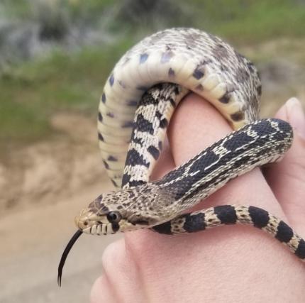 Juvenile gopher snake in hand