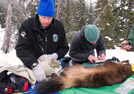 Two WDFW biologists examine a wolverine for a winter project in Okanogan County