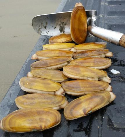 razor clam limit
