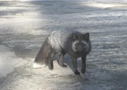 A Cascade Red Fox with black and gray fur and a white-tipped tail.