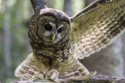 Closeup of a northern spotted owl female with wings outstretched and grabbing a rodent in its talons