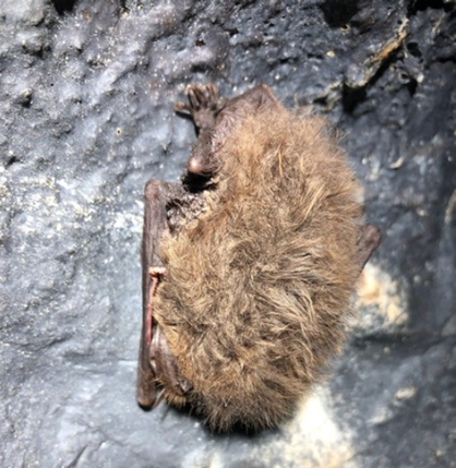 Close up of a Townsend's big-eared bat hibernating in a cave in Skamania County