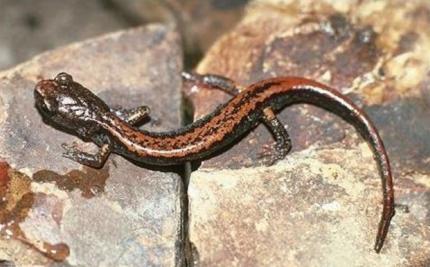 Close up of a Larch Mountain salamander on a rock surface.