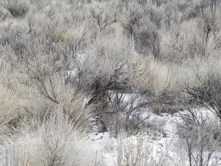 View of a pygmy rabbit in a Conservation Reserve Program snowy field
