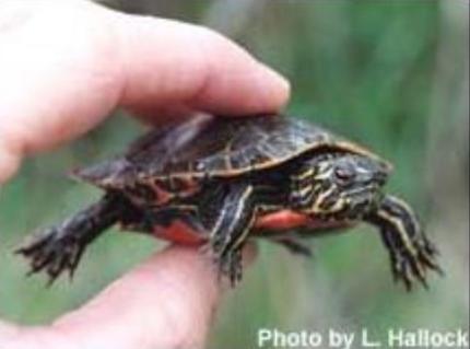 Close up of a hand holding a juvenile painted turtle 
